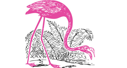 Pink Flamingo Vector Packs
